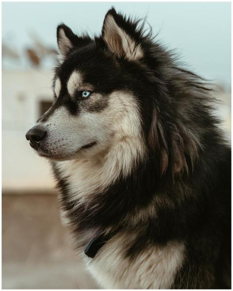 Close-up of a Siberian Husky with blue eyes, set a