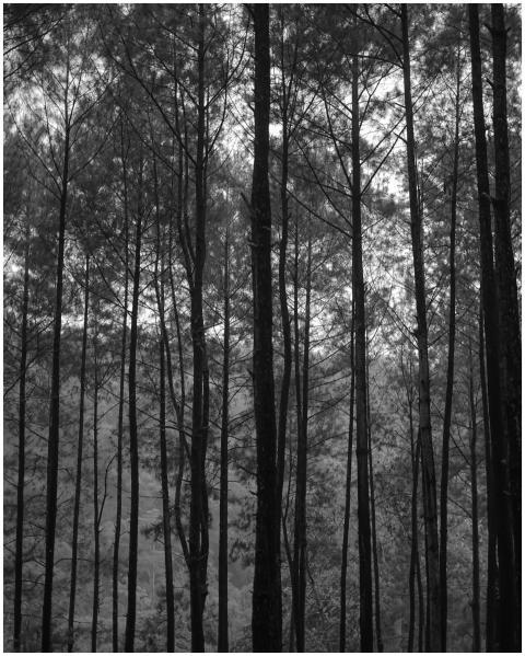 Monochrome view of tall conifer trees in a serene