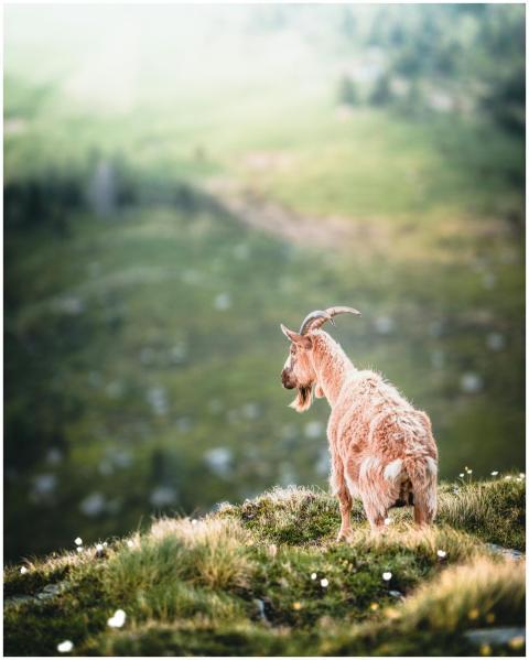 A lone mountain goat gazes into the distance from
