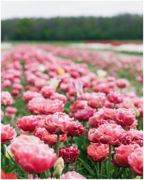 A breathtaking view of a pink tulip field in full