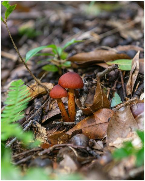 Close-up of red mushrooms growing in a lush Costa