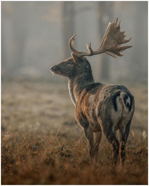 A serene deer stands in a foggy meadow, showcasing