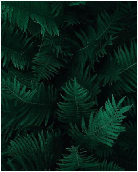 A captivating close-up of rich emerald fern leaves