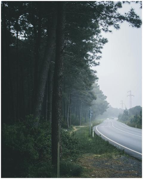 A misty road winding through a forest near Istanbu