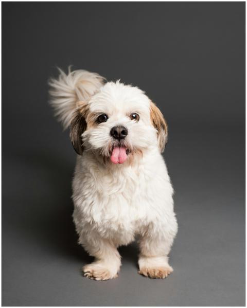 Charming Shih Tzu puppy with tongue out in a studi