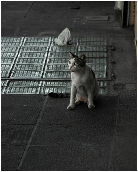 A stray cat sitting on an urban street at twilight