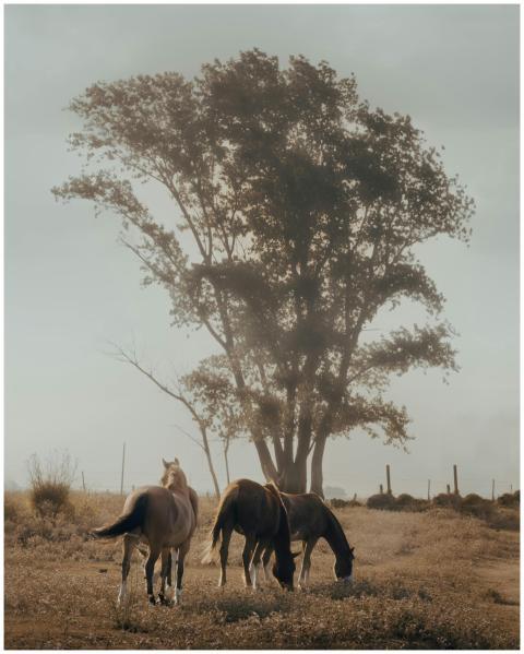Three horses graze peacefully under a large tree i
