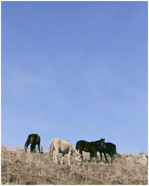 A serene scene of wild horses grazing on a sunlit