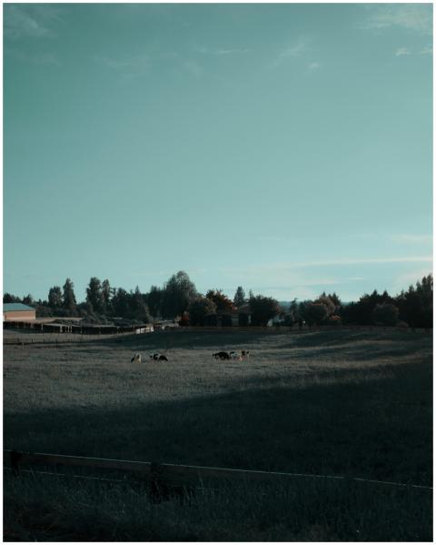 Idyllic rural landscape with cows grazing in a lus