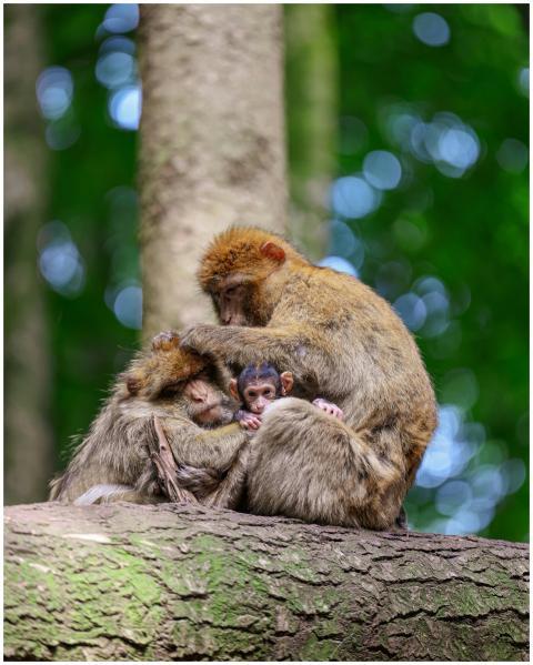 A nurturing Barbary macaque family sits together o