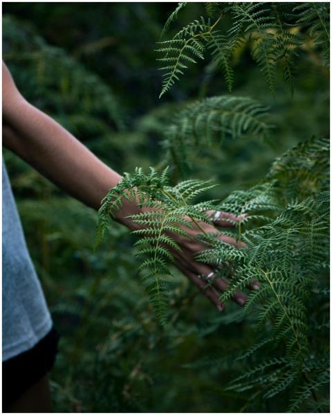 A hand gently touches lush green fern leaves in a