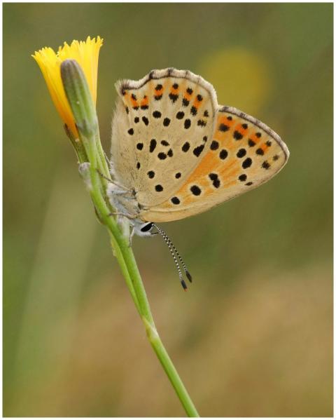 A small copper butterfly (Lycaena phlaeas) perched