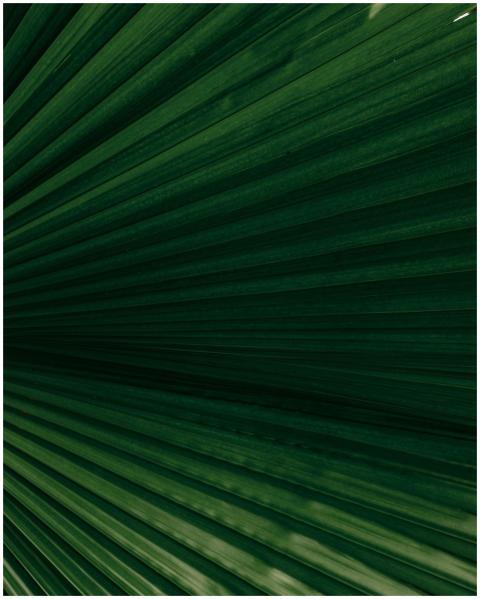 Free stock photo of asian garden, bali, climbing v