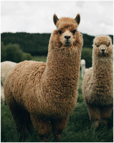 Adorable fluffy alpacas standing in a lush green f