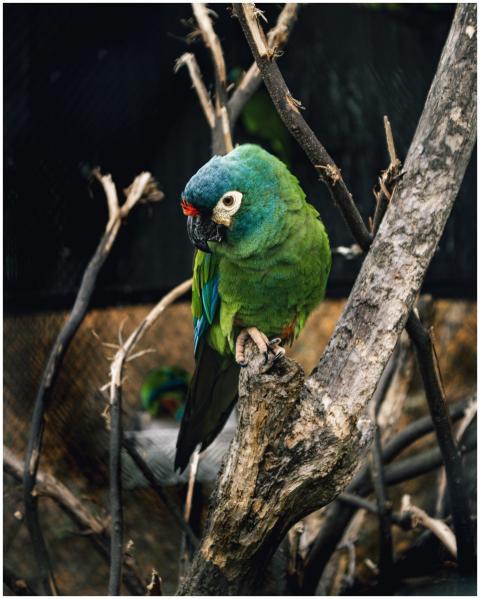 Vibrant Green Parrot Perched