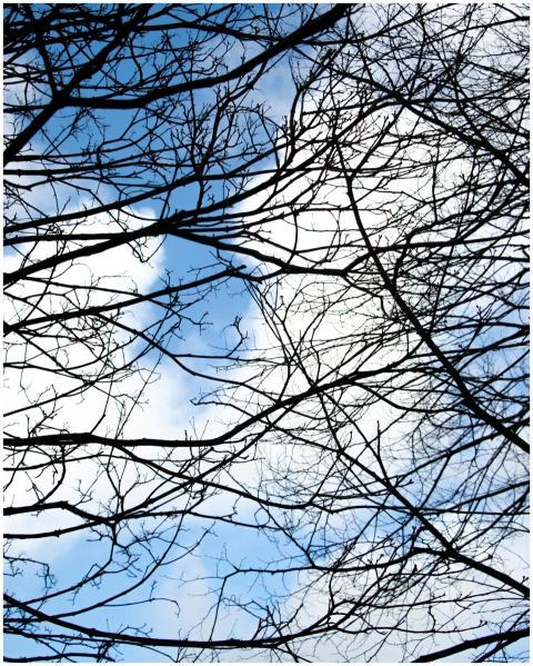 Silhouetted barren tree branches create intricate