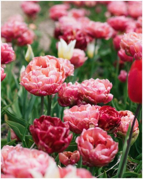 A close-up view of vibrant pink tulip blossoms blo