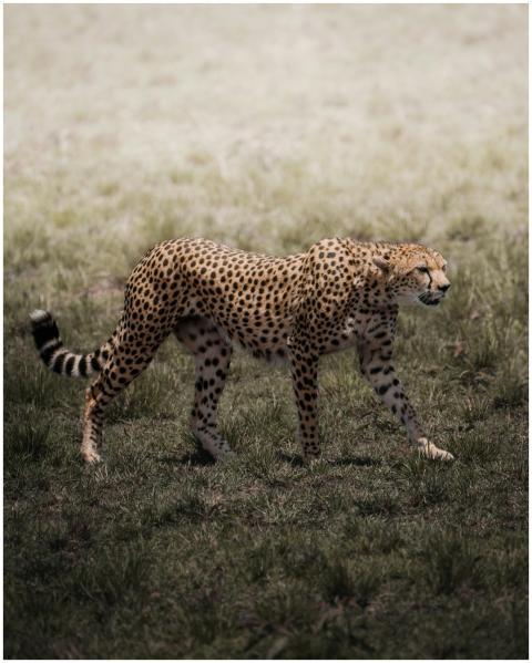 A graceful cheetah walks through the savannah in K