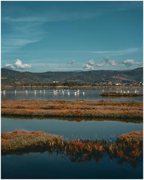 Peaceful view of flamingoes in a serene wetland, r