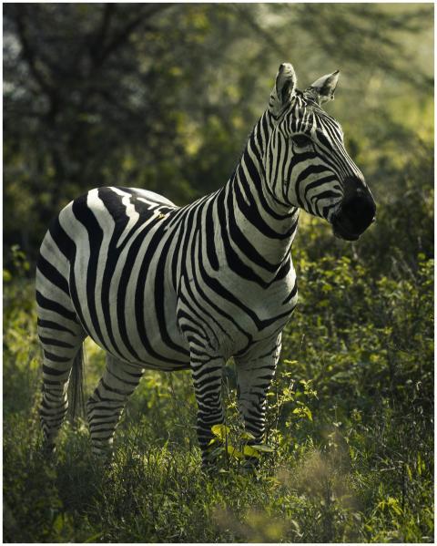 A zebra standing majestically in the lush grasslan