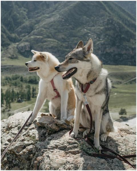 Two dogs sitting on rocks enjoying a scenic mounta