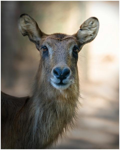 This striking close-up of an antelope captures its