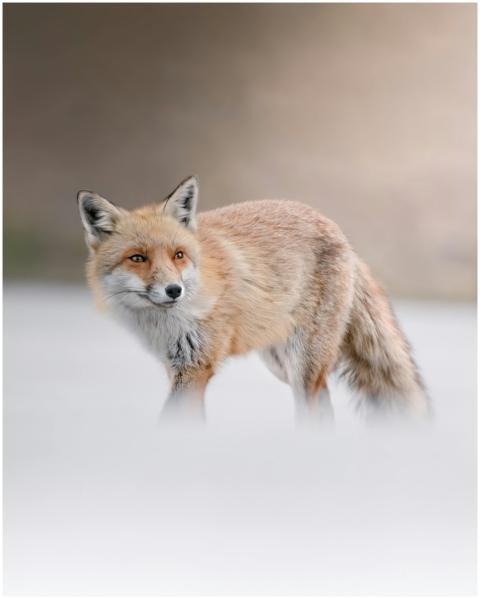 Close-up of a red fox in the wild, captured in Abr