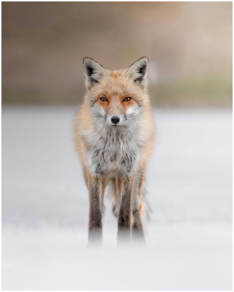 A curious red fox stands gracefully in the Italian