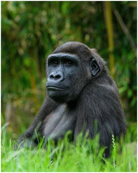 Captivating image of a majestic gorilla sitting in