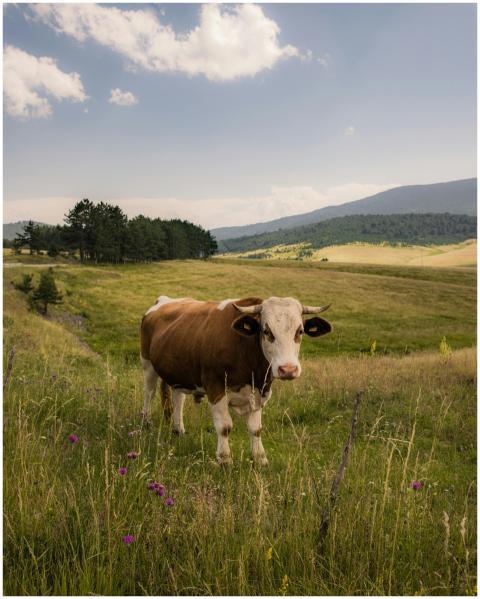 Serene shot of a cow grazing in the scenic fields