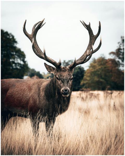 A majestic stag with large antlers standing in gra