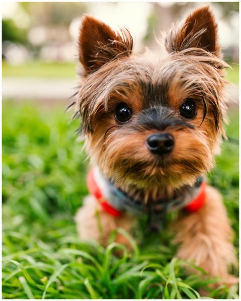 Cute Yorkshire Terrier dog enjoying a day outdoors