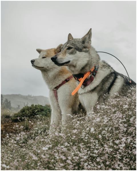 Two dogs enjoying a peaceful moment in a natural o