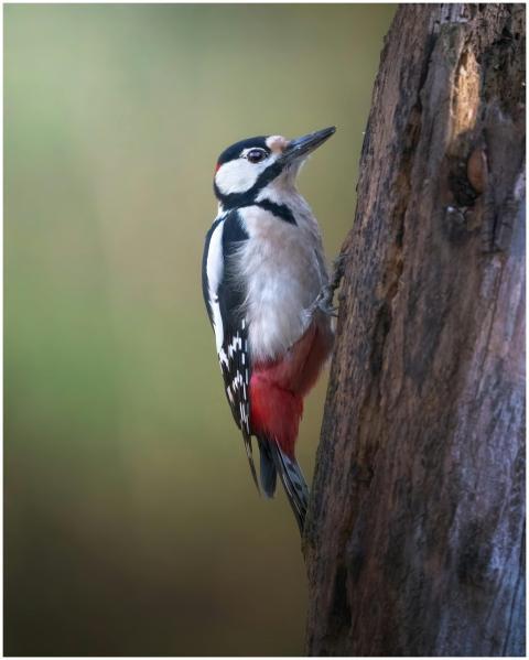 Close-up of a great spotted woodpecker perched on