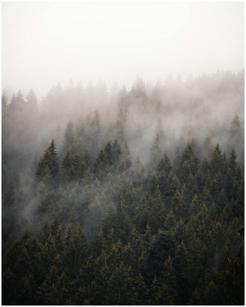 A serene misty forest with conifer trees enveloped