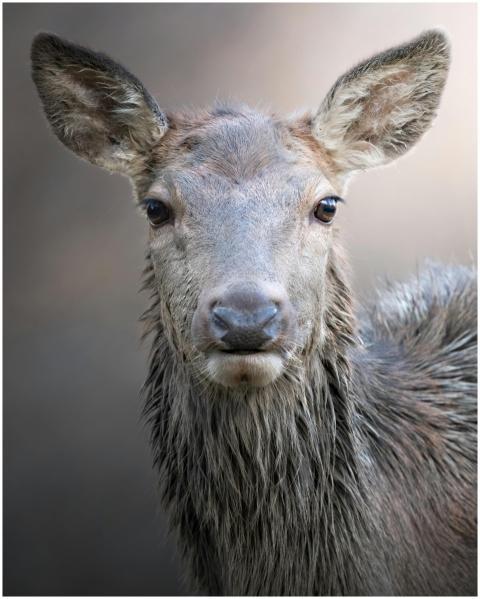 Close-up of a deer in its natural habitat in Italy
