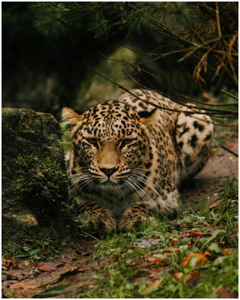 A solitary Amur leopard rests among foliage in a t