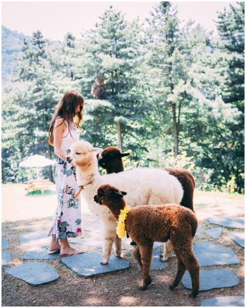 A woman in a floral dress interacts with baby llam