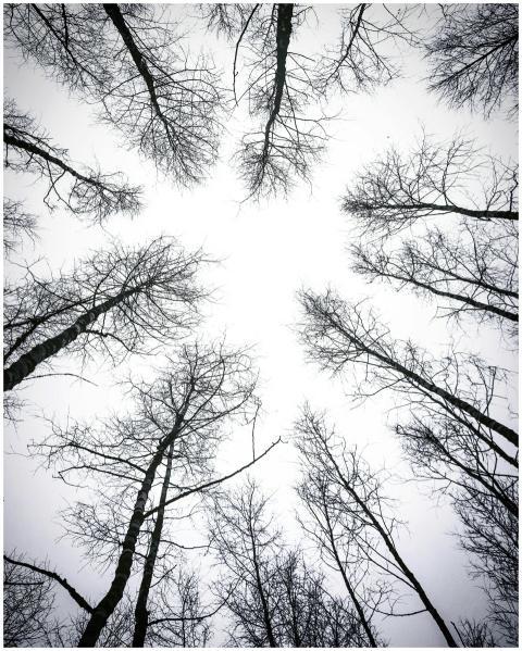 A striking upward view of leafless trees in winter