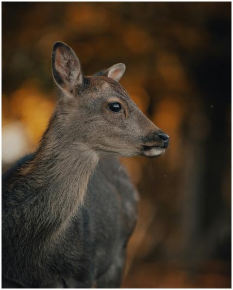 Side view of a deer in an autumn forest, showcasin