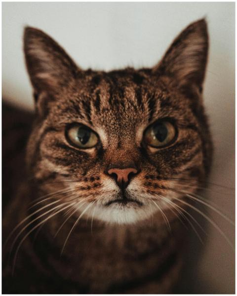 Adorable close-up of a tabby cat with expressive e