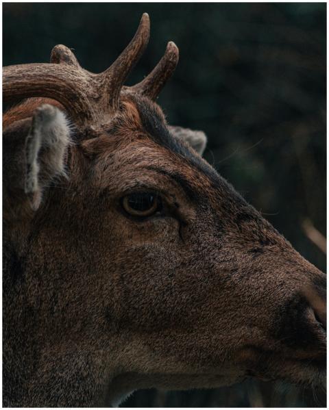 Detailed close-up of a wild deer's head, highlight