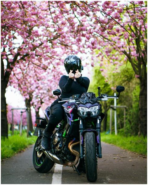 Motorcyclist Under Blossoming Cherry