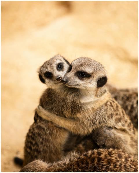 Two meerkats embracing affectionately at a zoo in