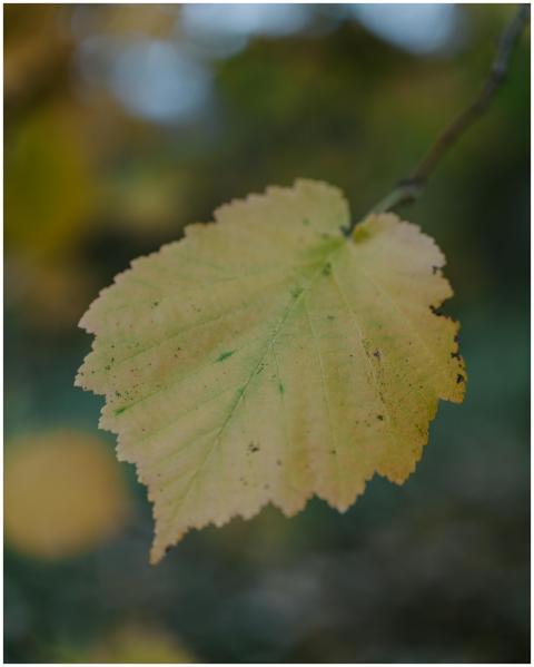 Free stock photo of branc, case, colorspot