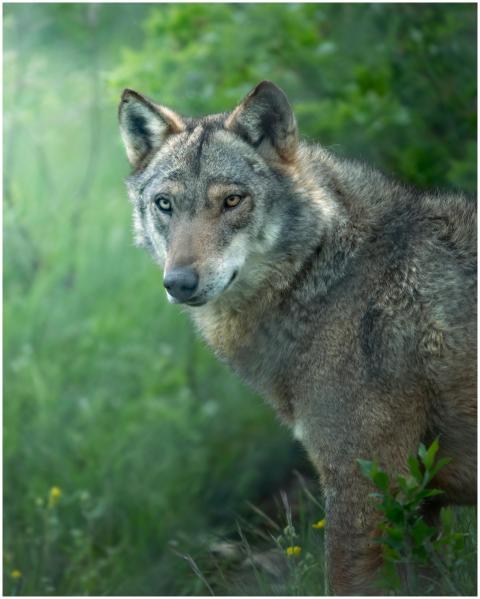 Portrait of a wild wolf in the lush greenery of Ab