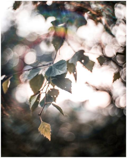 Close-up of leaves with dreamy bokeh, highlighting