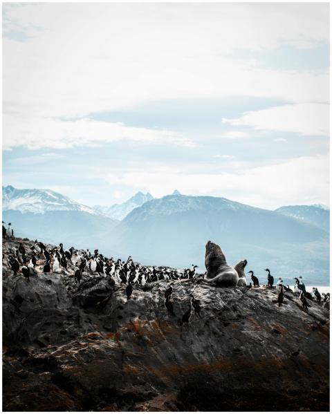 A gathering of penguins and a seal on a rocky isla