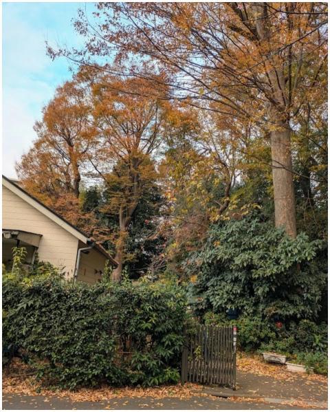 Beautiful autumn foliage in a quiet Setagaya neigh
