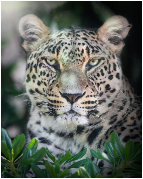 Stunning close-up of a leopard's face amidst lush
